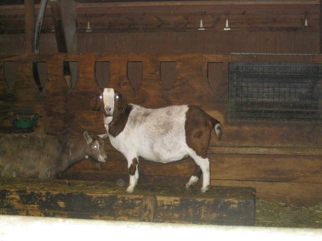 goats 019.jpg
