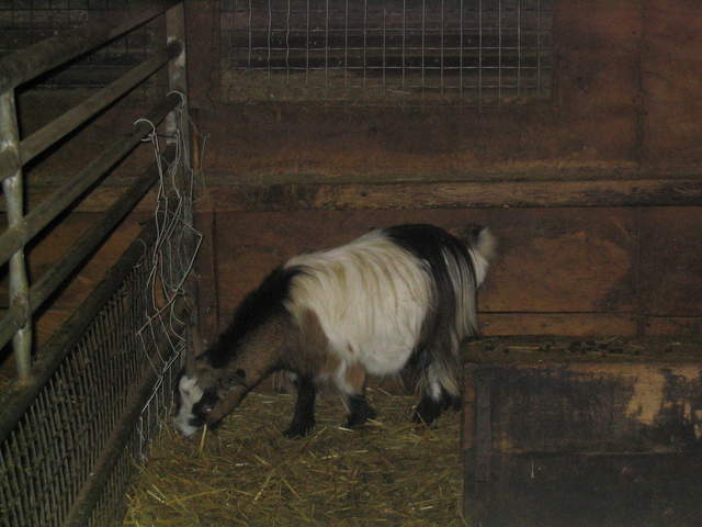 goats 020.jpg