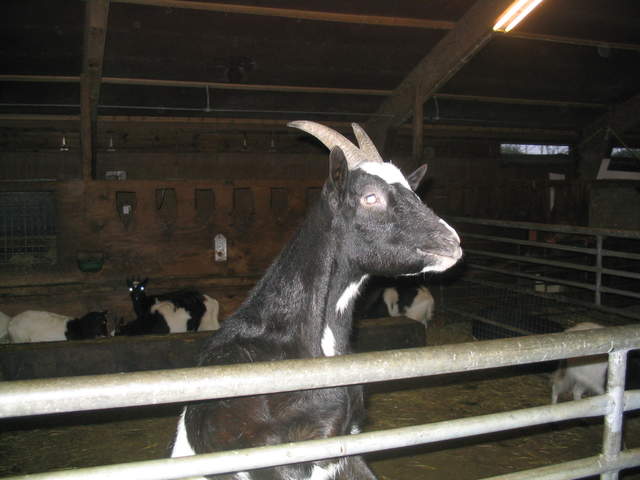 goats 021.jpg