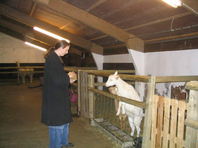 goats 022.jpg