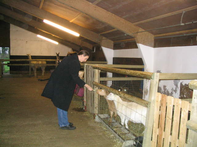 goats 023.jpg