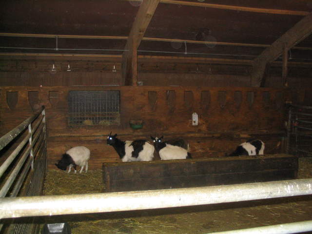 goats 024.jpg