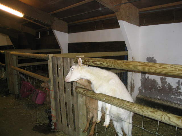 goats 025.jpg