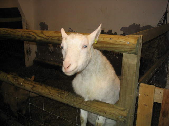 goats 026.jpg