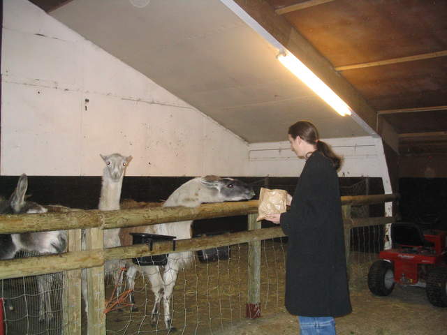 goats 032.jpg