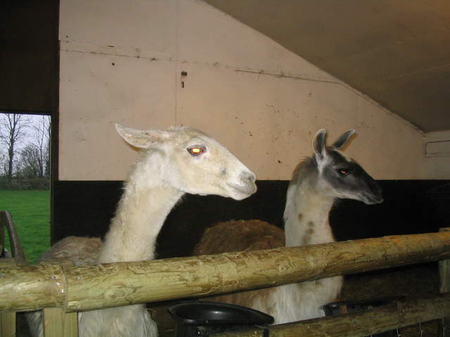 goats 033.jpg
