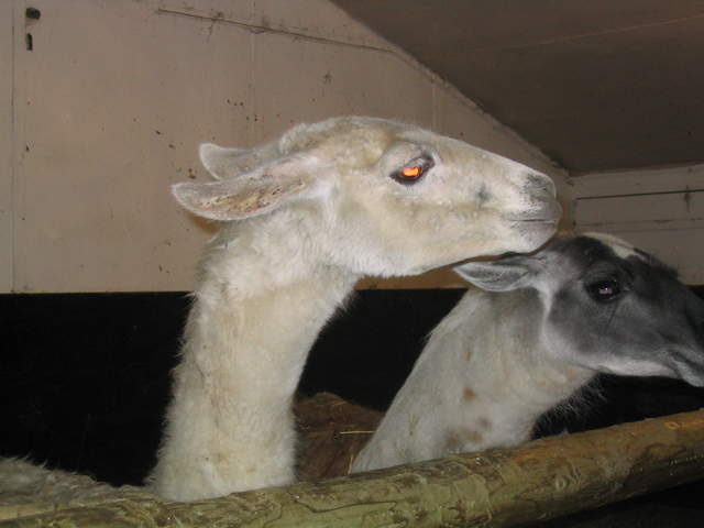 goats 034.jpg