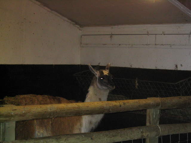 goats 036.jpg