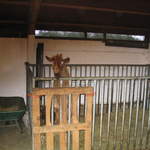 goats 037.jpg