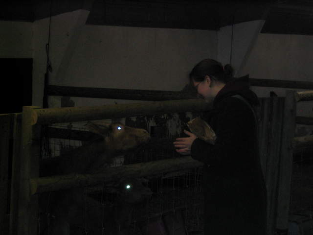 goats 039.jpg