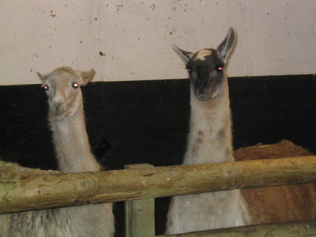 goats 043.jpg