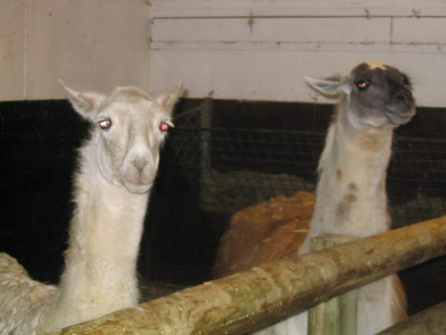 goats 046.jpg
