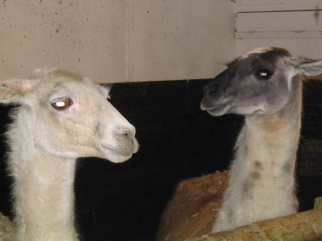 goats 048.jpg