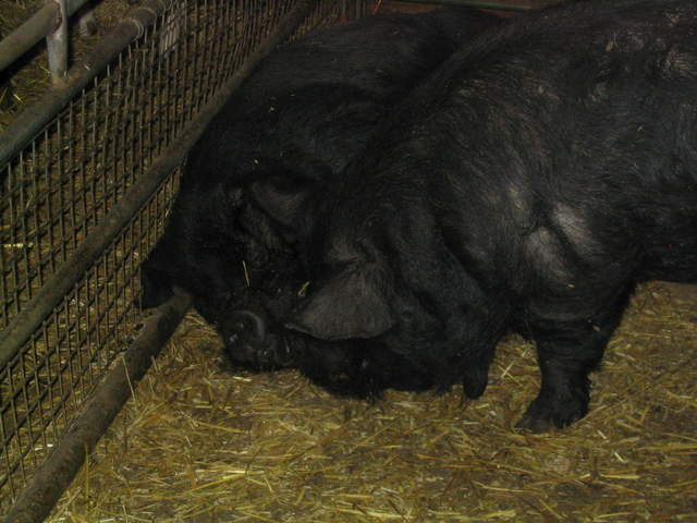 goats 049.jpg