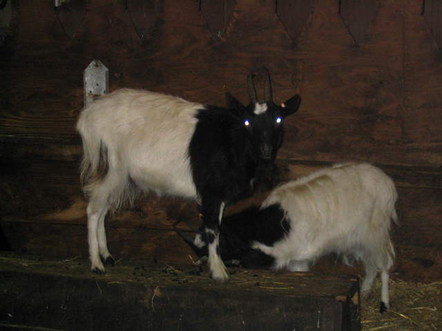 goats 050.jpg