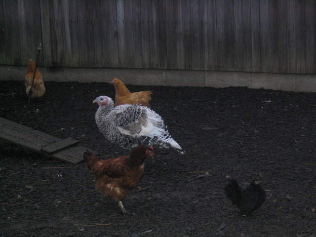 goats 052.jpg