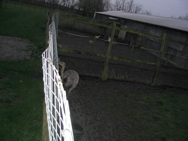 goats 054.jpg