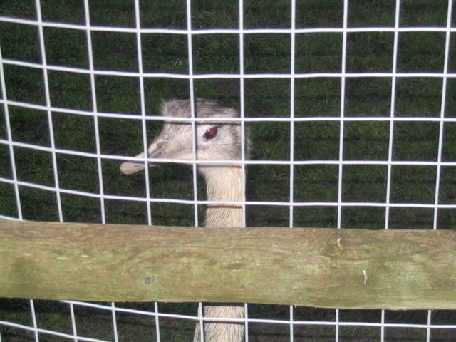 goats 055.jpg