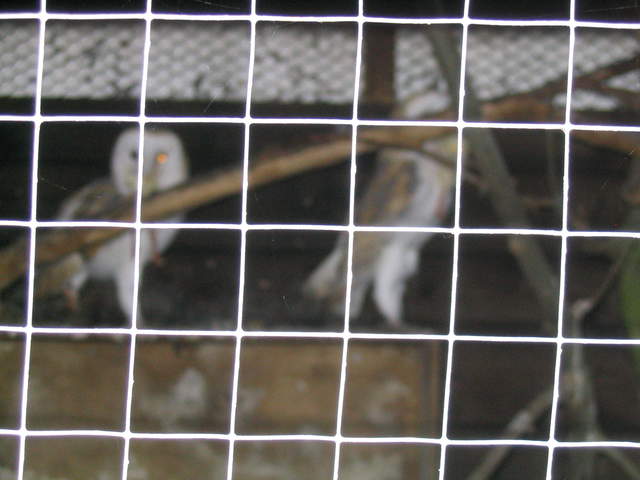 goats 056.jpg