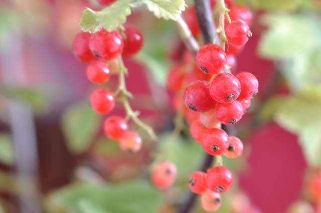 Redcurrant Red Star