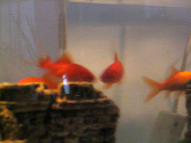 Four fish!!