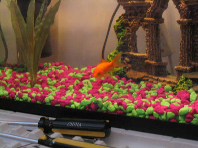 fish 033.jpg