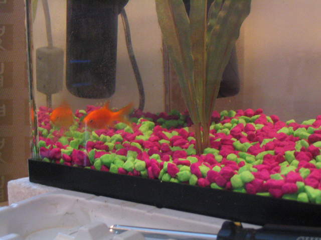 fish 034.jpg