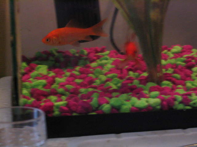 fish 037.jpg