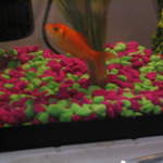 fish 039.jpg
