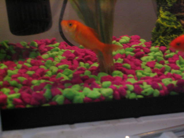 fish 039.jpg
