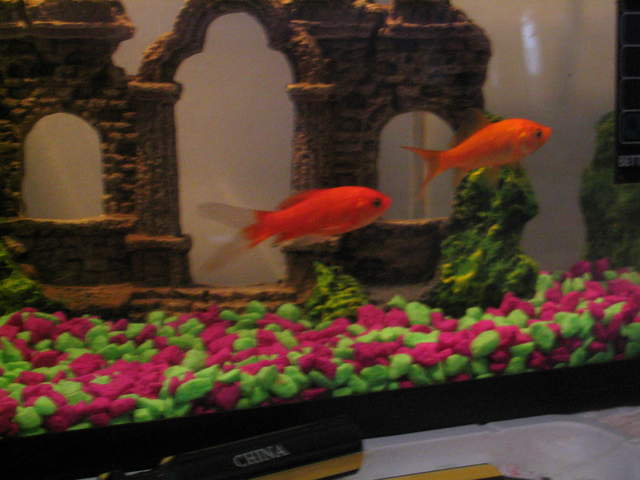 fish 040.jpg