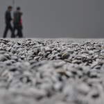 Sunflower Seeds