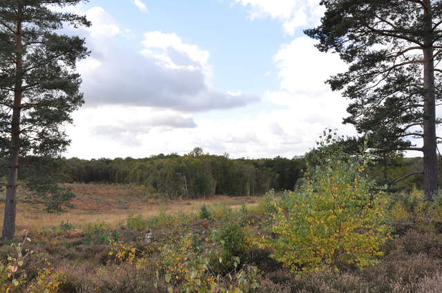 Whitmoor Common