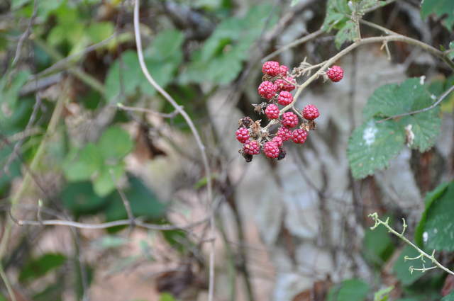 DSC_0948.JPG