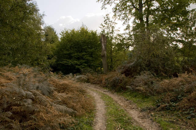 Whitmoor Common