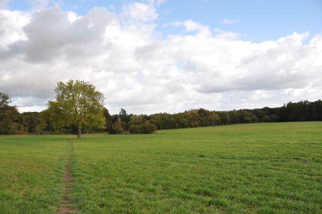 Whitmoor Common