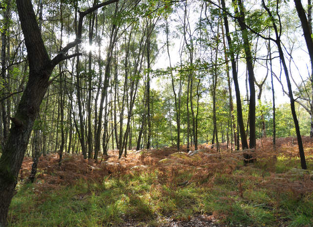 Whitmoor Common