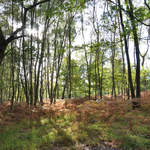 Whitmoor Common