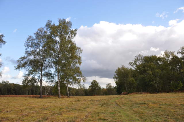 Whitmoor Common