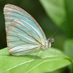 Butterfly Farm