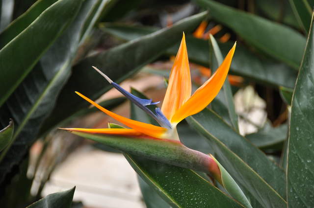 DSC_0262.JPG