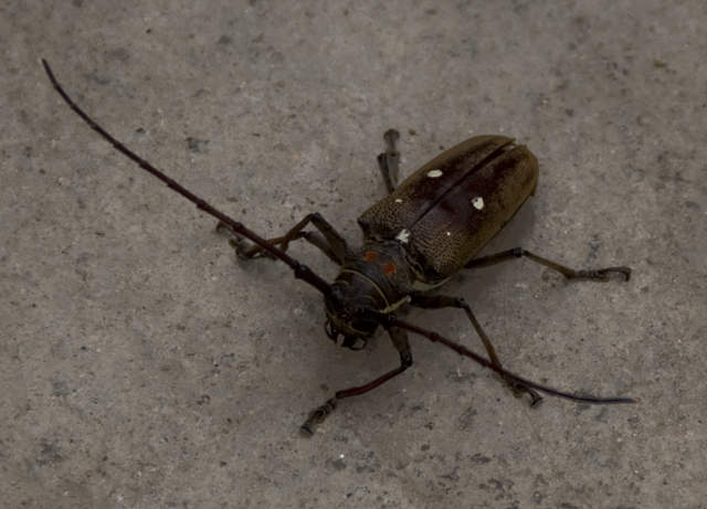 DSC_0268.JPG