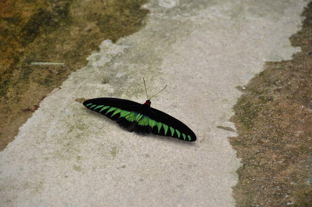 DSC_0254.JPG