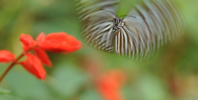 DSC_0296.JPG