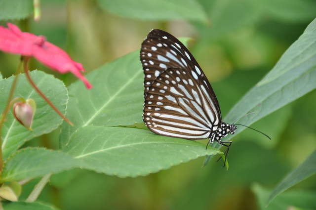 DSC_0317.JPG