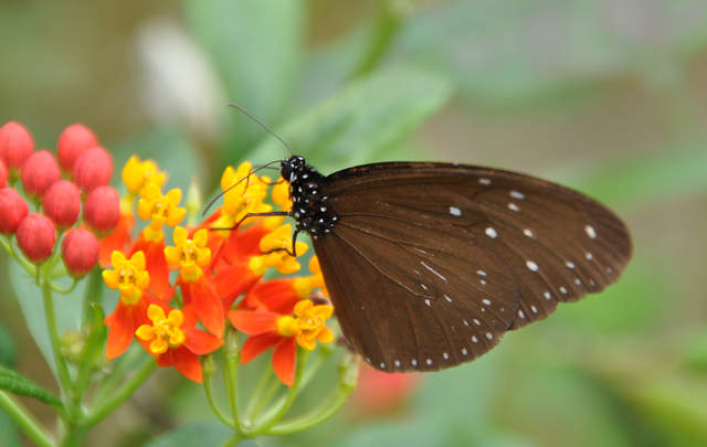 DSC_0338.JPG