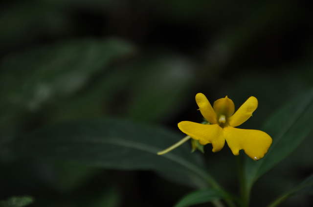 DSC_0098.JPG