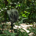 DSC_0054.JPG