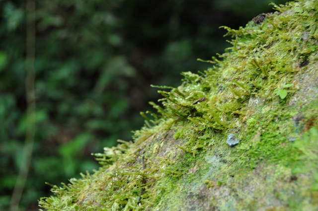DSC_0049.JPG