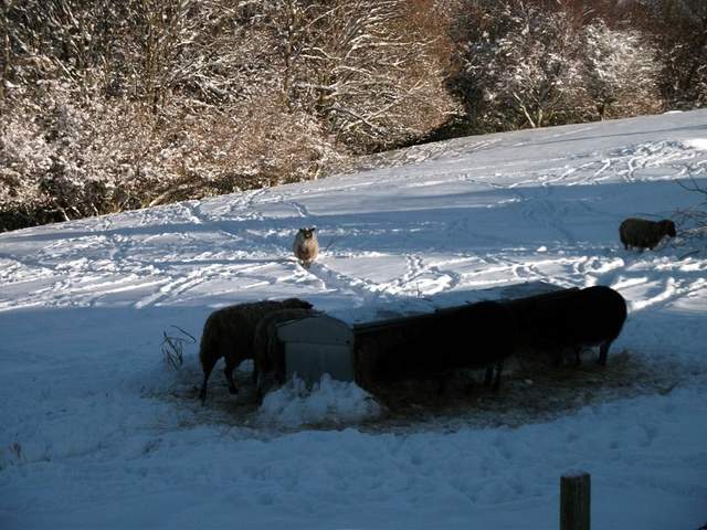 snow-november2010-019.jpg